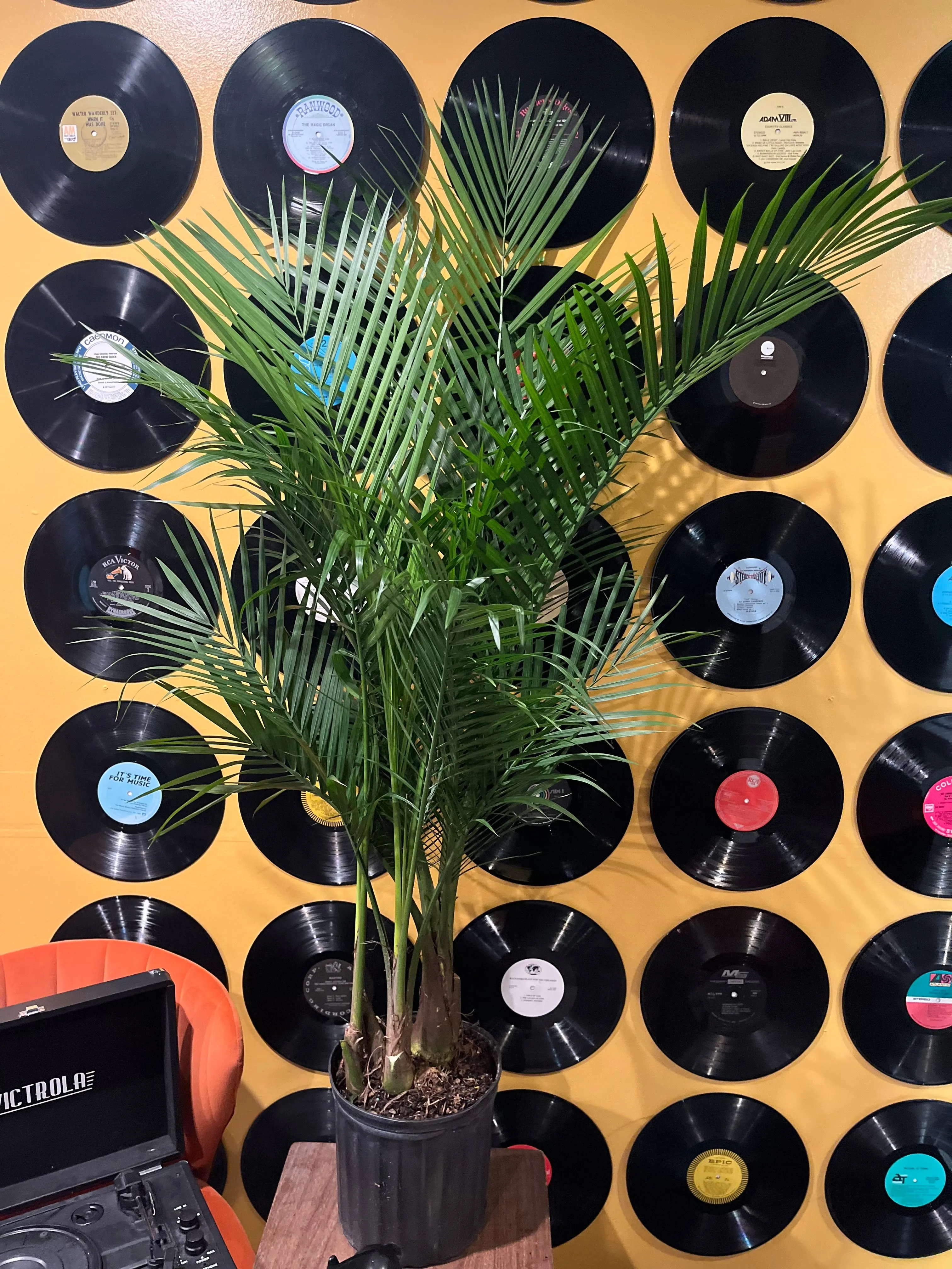 PALM-MAJESTY