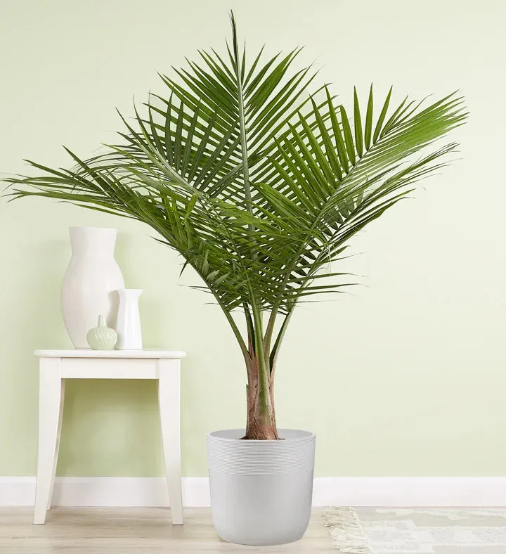 PALM-MAJESTY